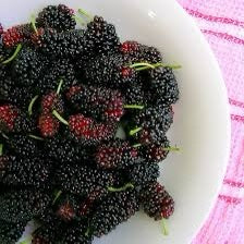 King Mulberry Crunchy Fruit Snack توت شامي ملكي مقرمش